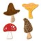 CookieCutter.Com Brand Mushroom 4 Pc Set. USA Tin Plate Steel. 4 in Morel, 3.25 in Chanterelle, 3.25 in Shitake, and 3.25 in Button